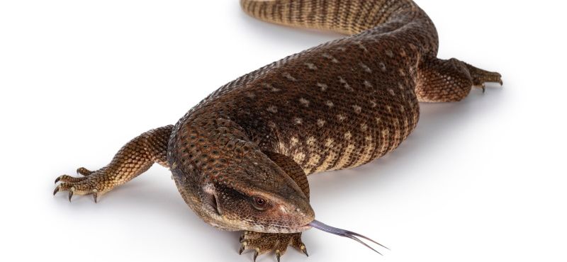 Как содержать варана в домашних условиях