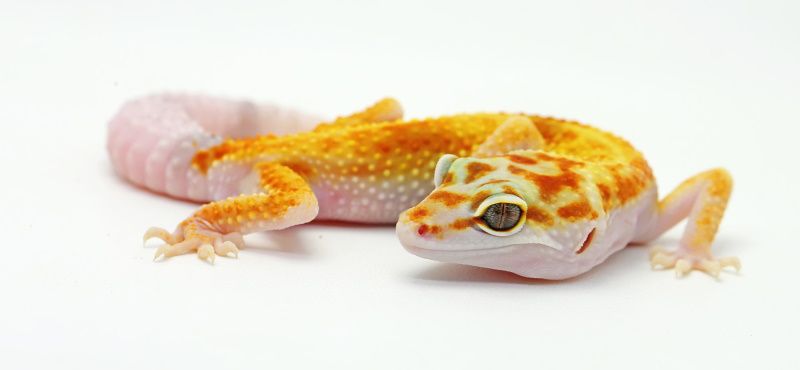 Эублефар: уход и содержание в домашних условиях