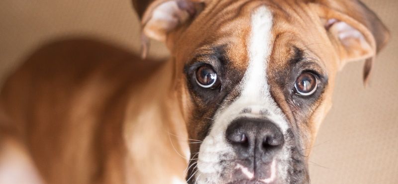 Большая собака в квартире