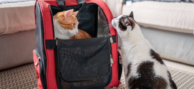 Выбираем рюкзак-переноску Выбираем рюкзак-переноску