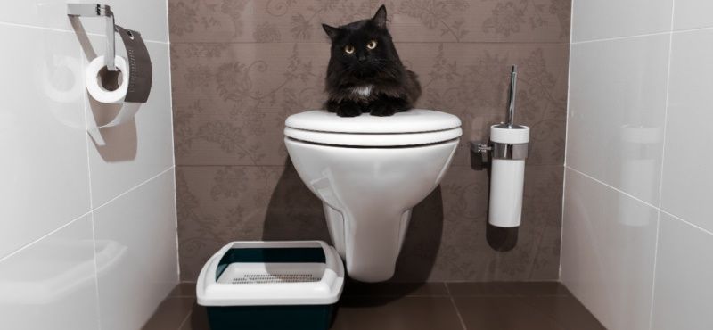 Как приучить кошку к унитазу