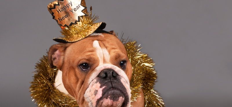 Празднуем Новый год вместе с питомцем