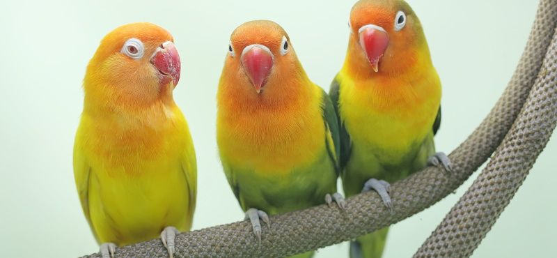 Неразлучник Неразлучник