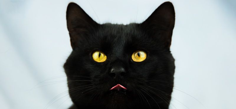 Самые знаменитые кошки мирового кинематографа Самые знаменитые кошки мирового кинематографа