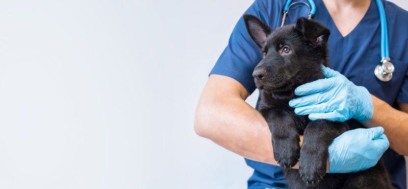 Альтернативы «Бравекто»