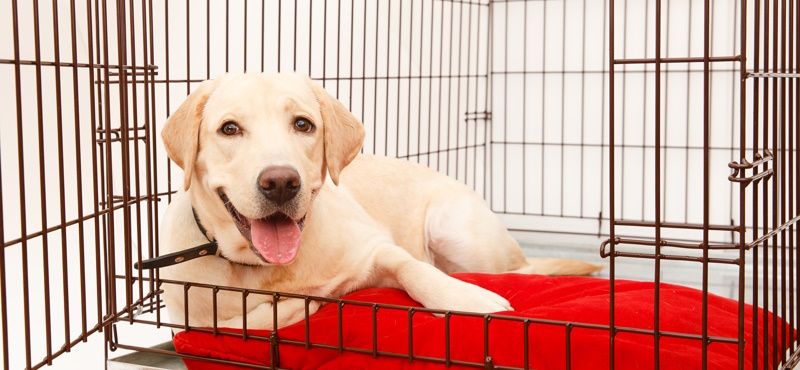Помогаем собаке приучиться к клетке