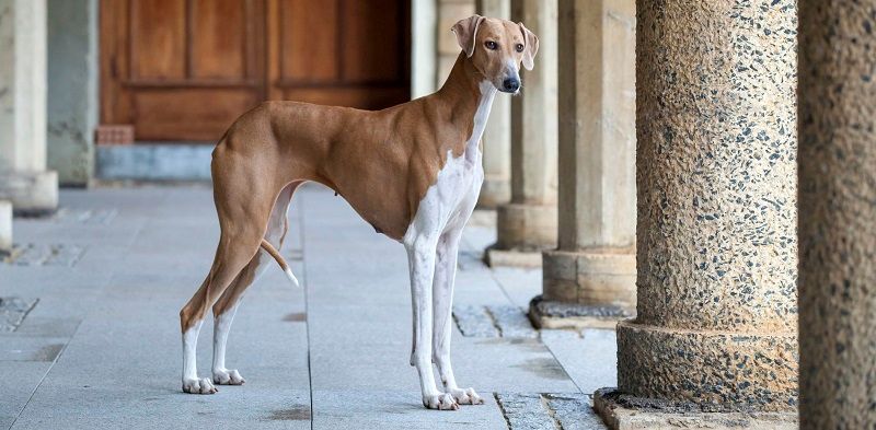 Азавак - порода собак Азавак - порода собак