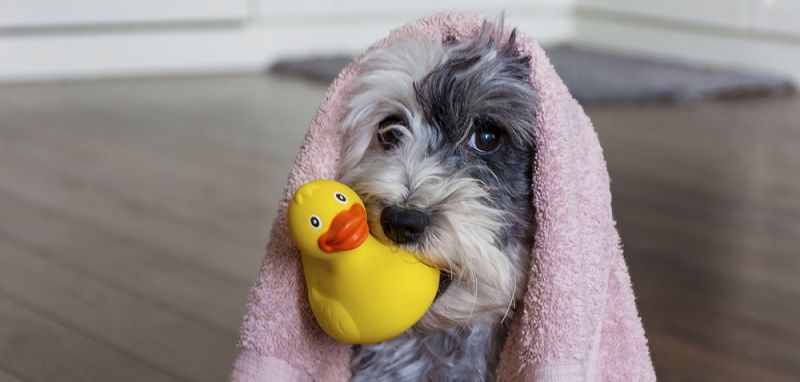 Шампунь для собак: какой купить и как мыть