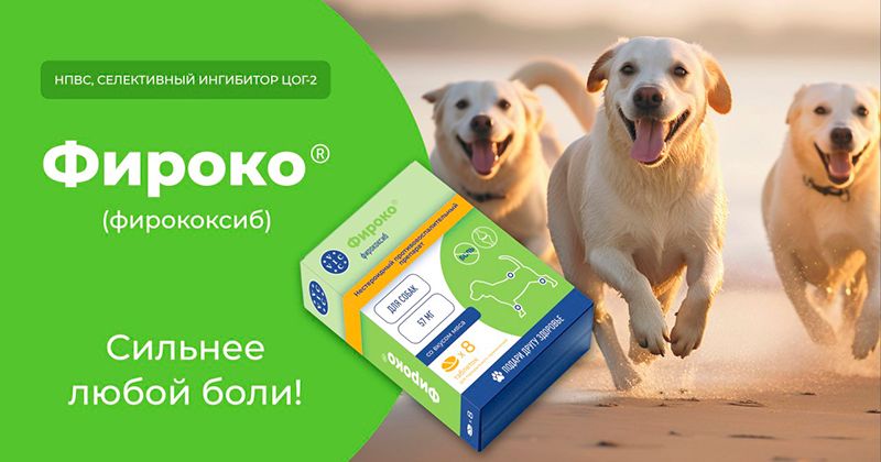 Фироко для собак – помощь при осеннем обострении