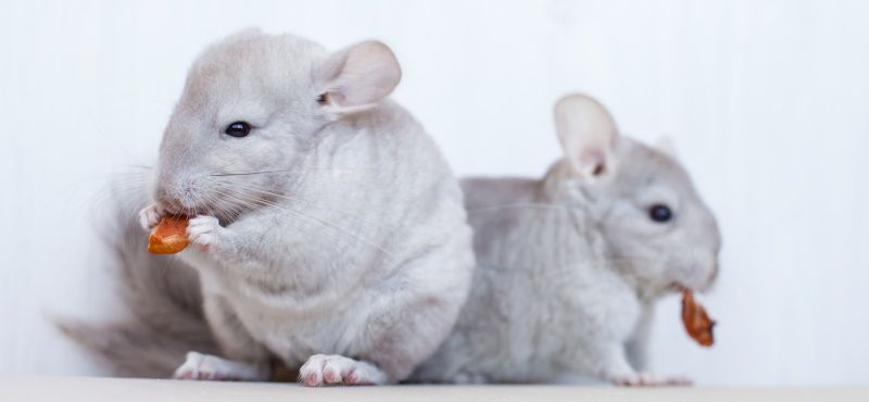 Шиншилла в домашних условиях: содержание, уход, чем кормить