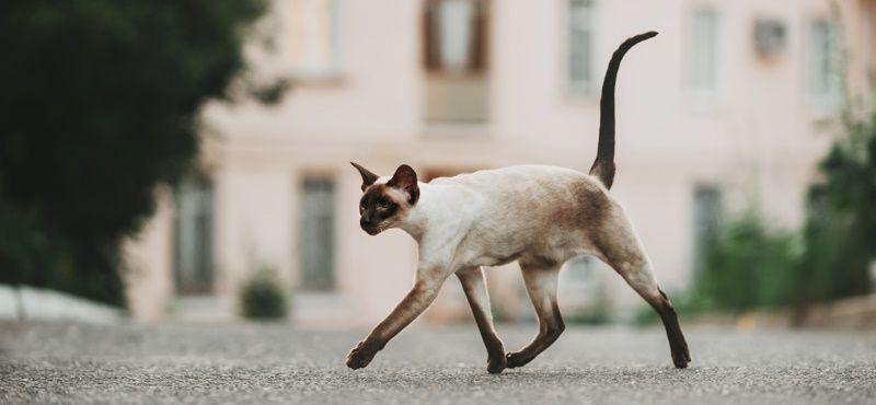 Сиамская кошка: характер, описание породы, содержание