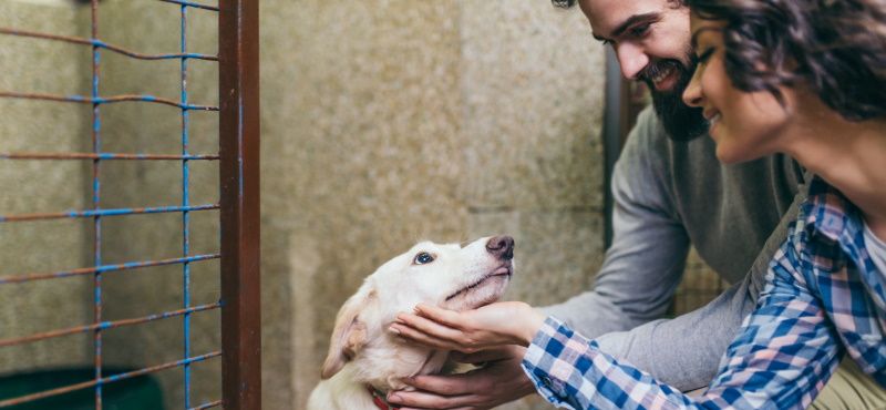 Как взять собаку из приюта: что нужно знать
