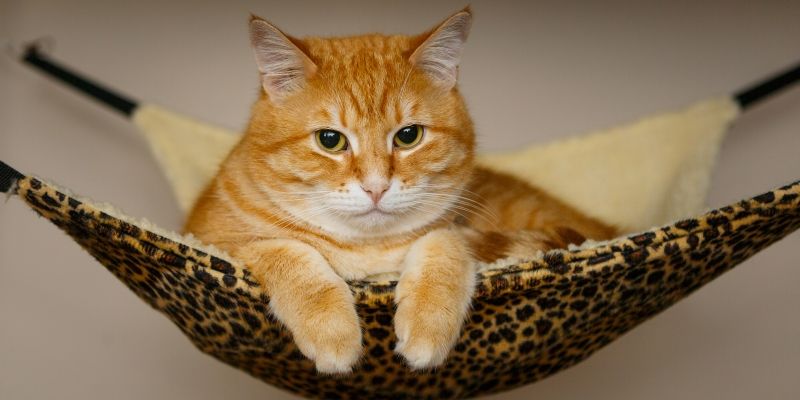 Популярные гаджеты для кошки