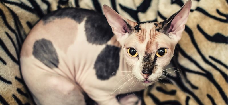 Лучшие породы кошек для детей