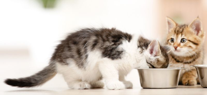 Какой корм для котят выбрать?