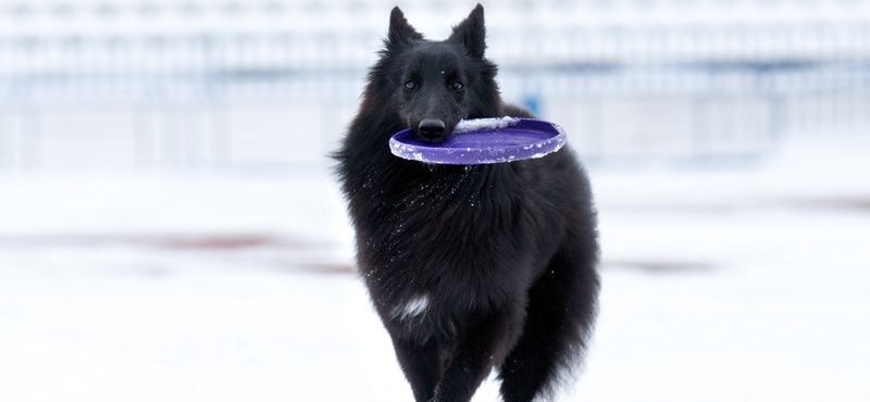Грюнендаль – порода собак Грюнендаль – порода собак