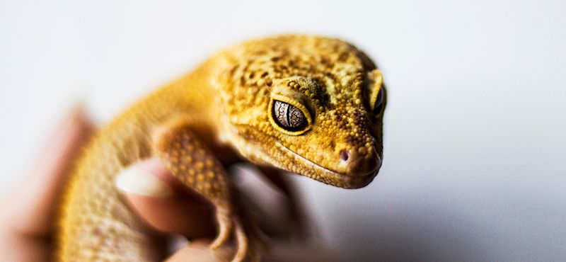 Террариум для эублефара