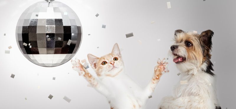 Празднуем Новый год вместе с питомцем