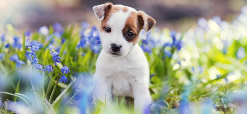 Как правильно воспитывать щенка? Как правильно воспитывать щенка?