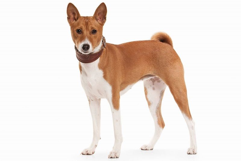 Африканская басенджи - порода собак Африканская басенджи - порода собак