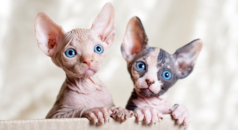 Как ухаживать за сфинксом