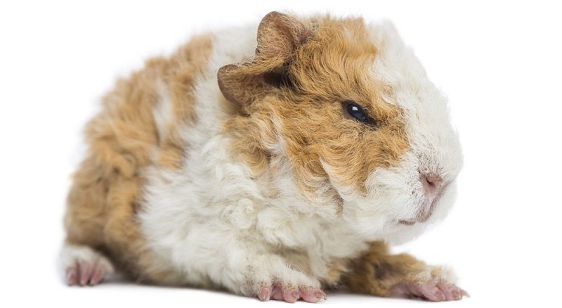 Особенности содержания морских свинок