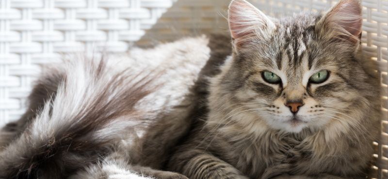 Сибирская кошка: описание, характер, содержание