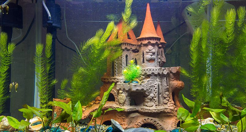 <p> <img width="800" alt="ТОП-8 украшений для аквариума" src="/upload/medialibrary/c87/c870ea5c53281b33cb38e3d04d9386cf.jpg" height="370" title="ТОП-8 украшений для аквариума
