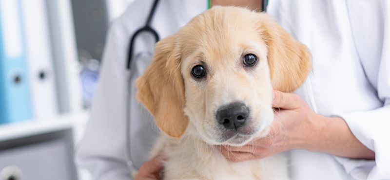 Учимся вместе с котенком и щенком