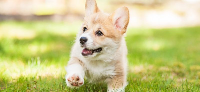 Как сократить линьку у вельш-корги пемброк Как сократить линьку у вельш-корги пемброк