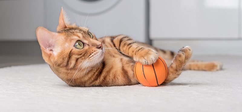 5 мифов о сухих кормах для кошек