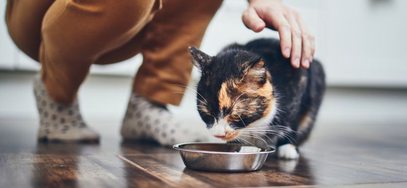 Как отучить кота метить территорию