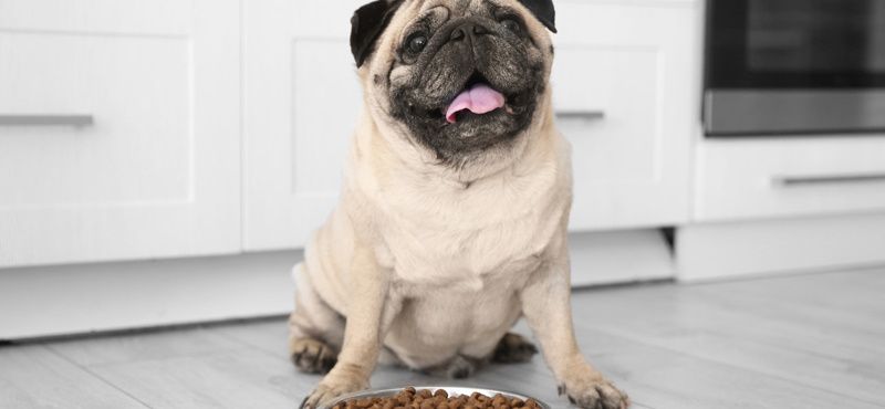 Как правильно хранить сухой корм для собак и кошек?