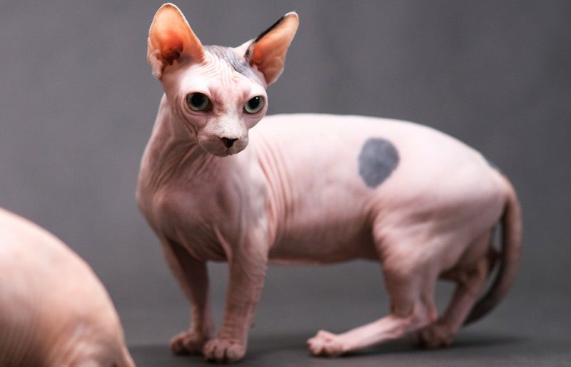 Бамбино – порода кошек