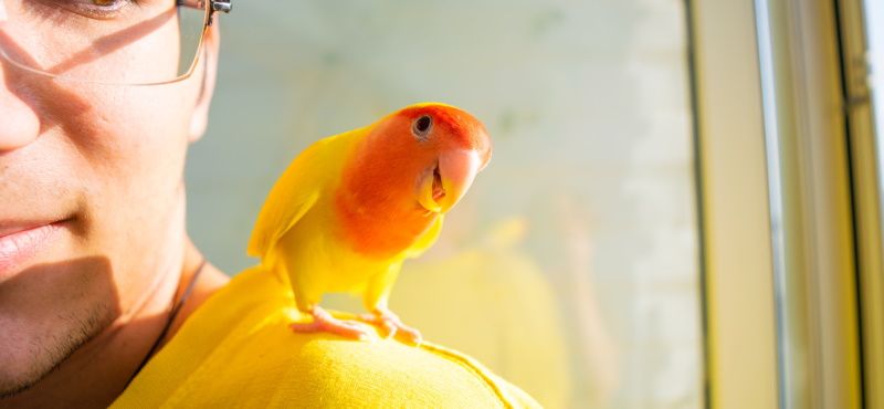 Неразлучник Неразлучник