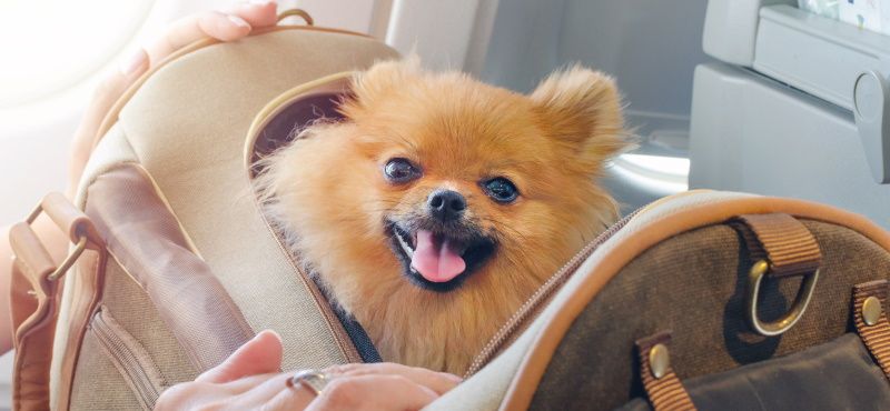 Путешествуем вместе с питомцами: правила перевозки животных в самолете и поезде