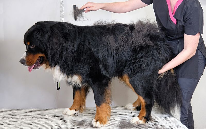 Осенняя линька кошек и собак: что делать