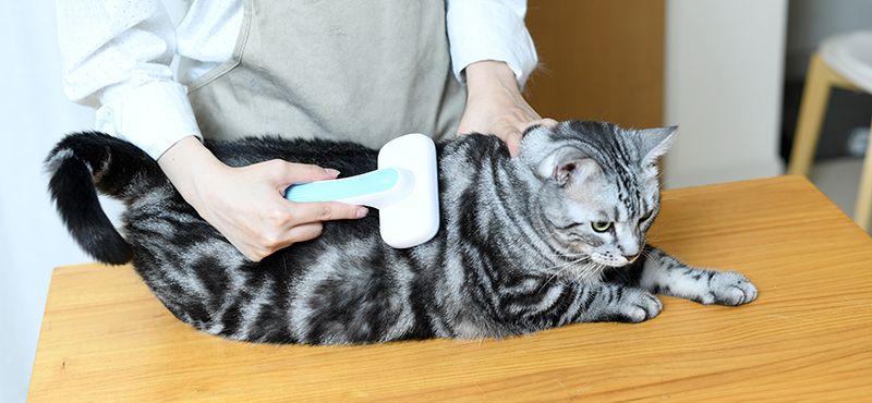 Осенняя линька кошек и собак: что делать