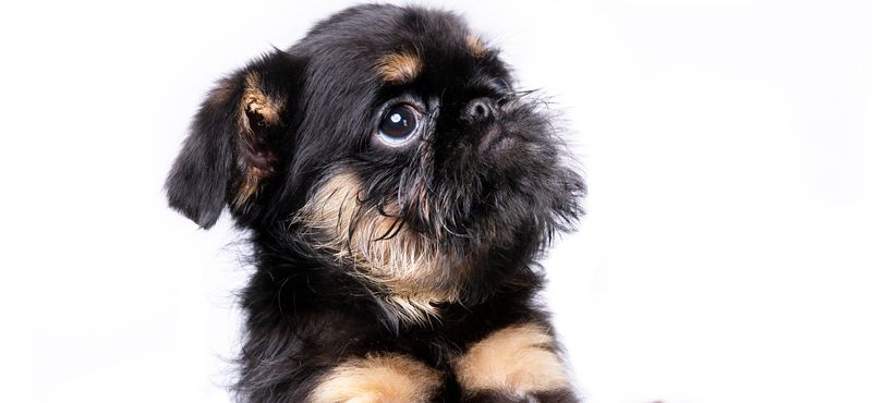 Брюссельский гриффон - порода собак