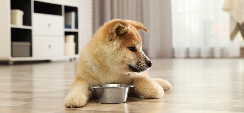 Почему щенку нужен специальный корм