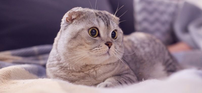 Шотландская порода кошки