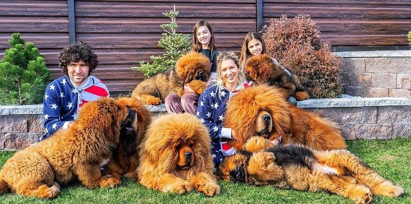 Тибетский мастиф - порода собак