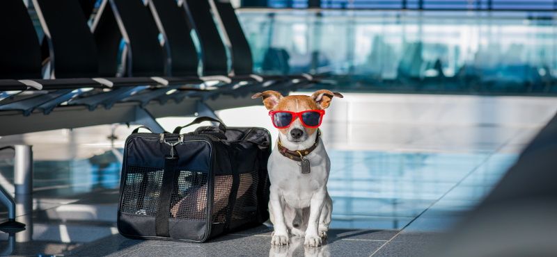 Путешествуем вместе с питомцами: правила перевозки животных в самолете и поезде