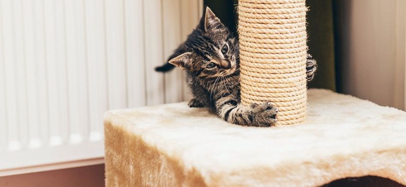 Как приучить кота к когтеточке?