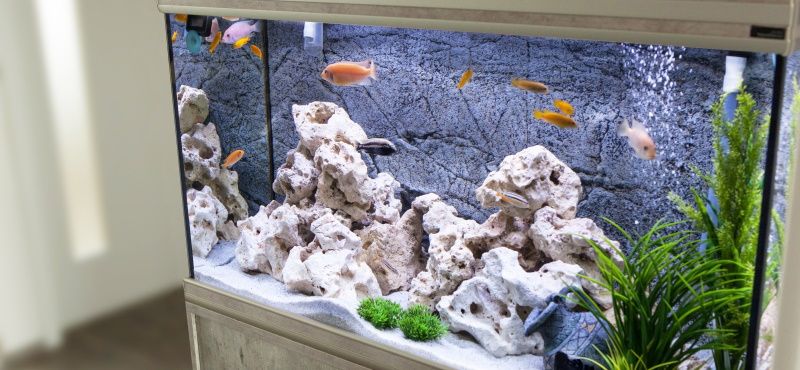 Виды кормов для аквариумных рыбок 