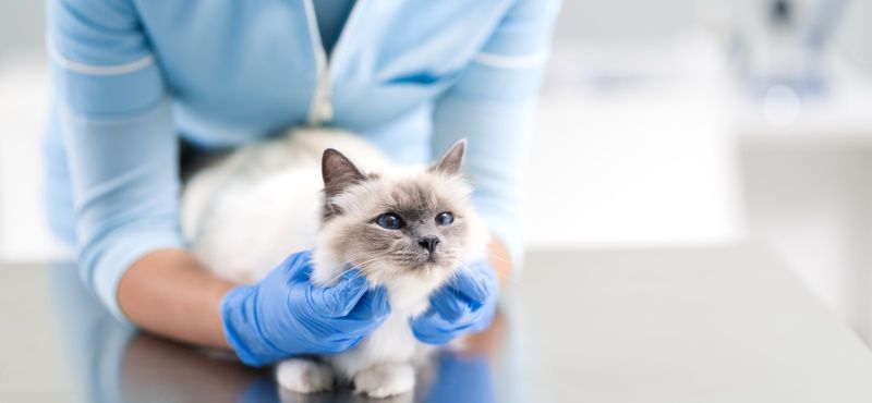 Как выбрать препараты от глистов для кошек?