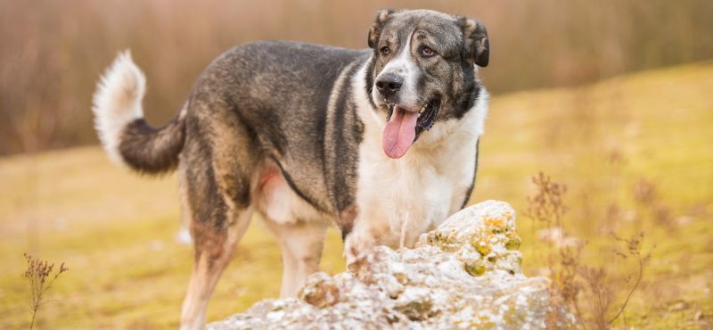 Испанский мастиф – порода собак