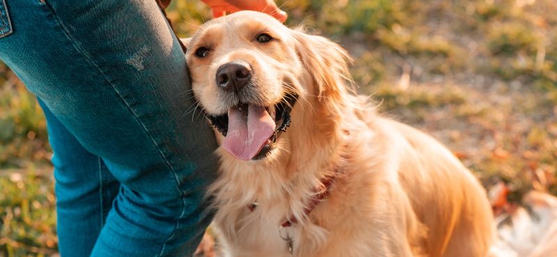 Как выбрать корм для собаки