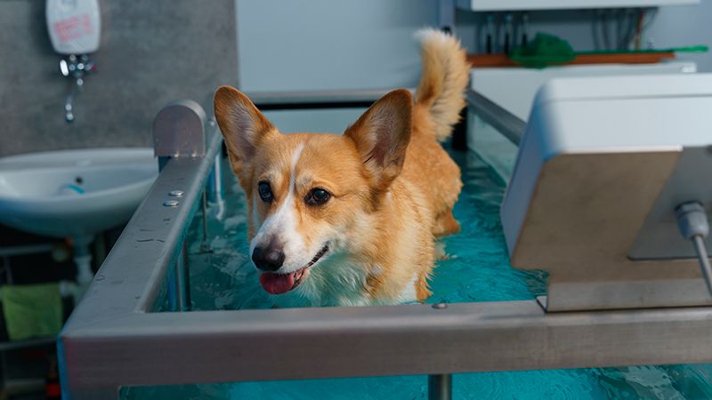 Как бороться с лишним весом у кошек и собак