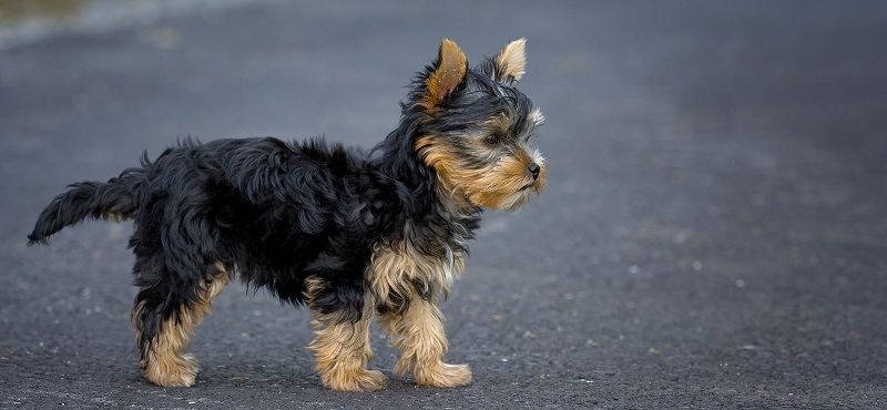 Йоркширский терьер Йоркширский терьер